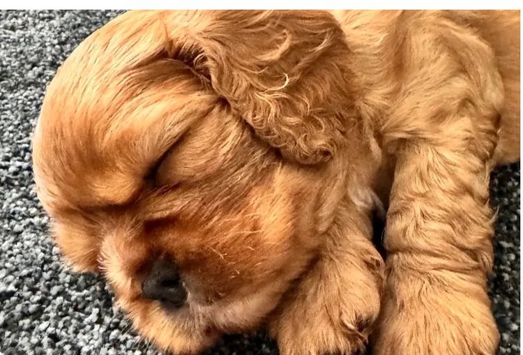 MayBelDREAM CAVALIERS ~  ANKC Dogs Australia