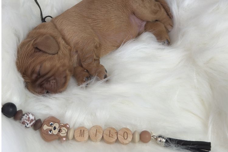 MayBelDREAM CAVALIERS ~  ANKC Dogs Australia