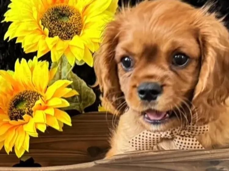 MayBelDREAM CAVALIERS ~  ANKC Dogs Australia