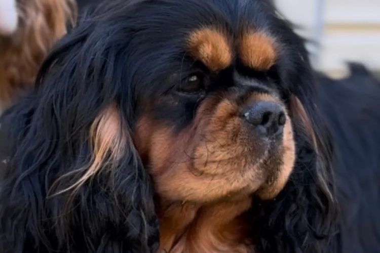 MayBelDREAM CAVALIERS ~  ANKC Dogs Australia