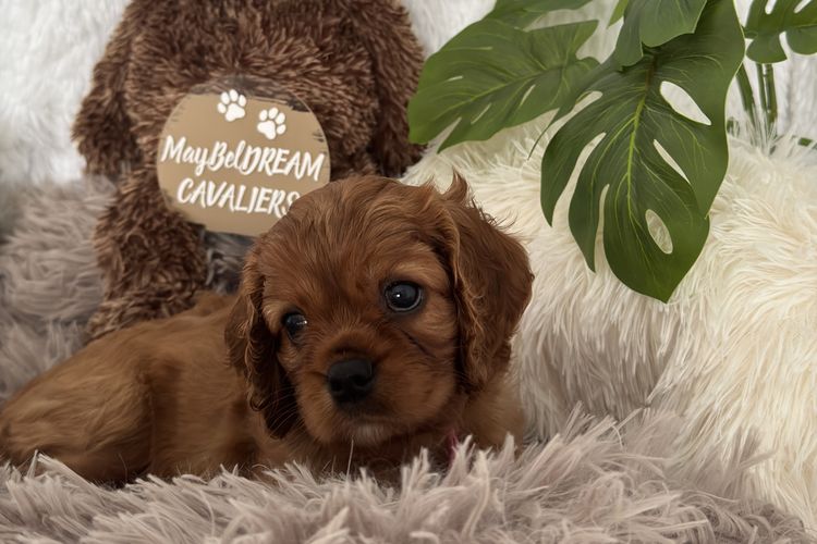 MayBelDREAM CAVALIERS ~  ANKC Dogs Australia