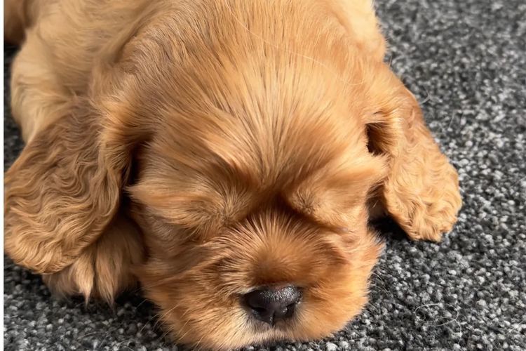 MayBelDREAM CAVALIERS ~  ANKC Dogs Australia