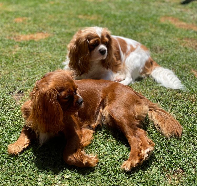 MayBelDREAM CAVALIERS ~  ANKC Dogs Australia