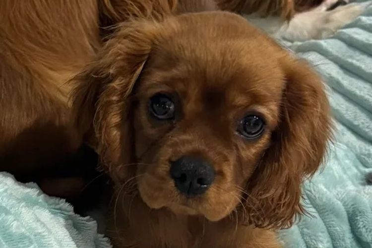 MayBelDREAM CAVALIERS ~  ANKC Dogs Australia