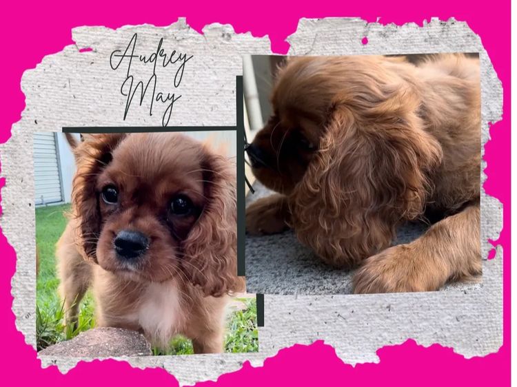 MayBelDREAM CAVALIERS ~  ANKC Dogs Australia