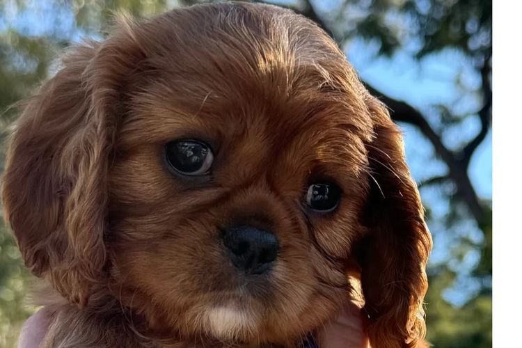 MayBelDREAM CAVALIERS ~  ANKC Dogs Australia