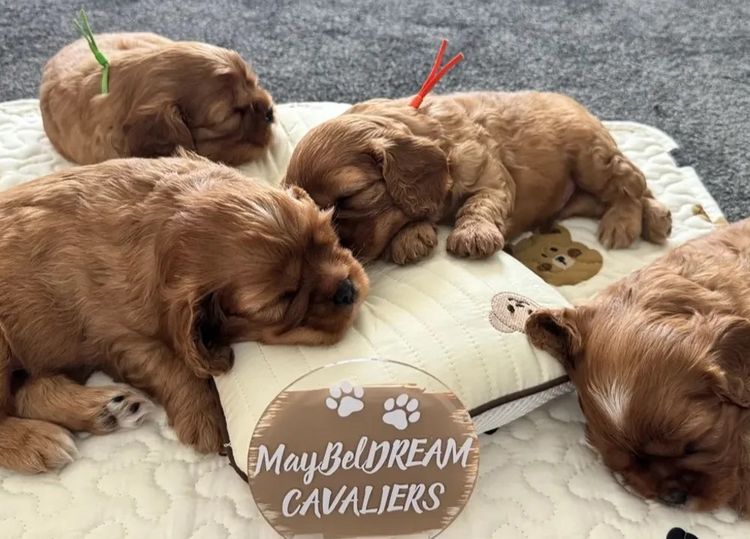MayBelDREAM CAVALIERS ~  ANKC Dogs Australia