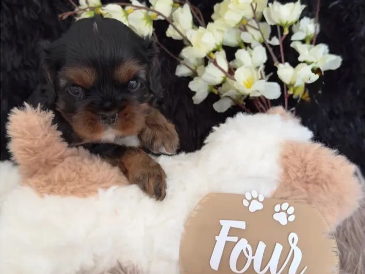 MayBelDREAM CAVALIERS ~  ANKC Dogs Australia