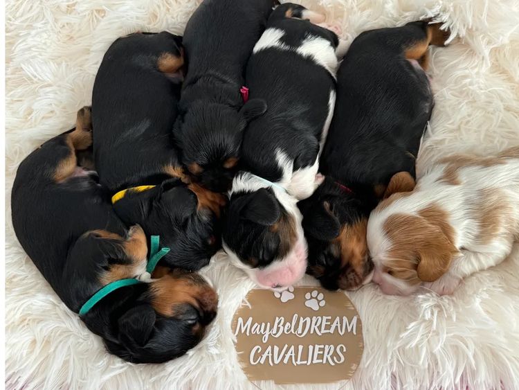 MayBelDREAM CAVALIERS ~  ANKC Dogs Australia