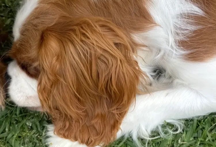 MayBelDREAM CAVALIERS ~  ANKC Dogs Australia