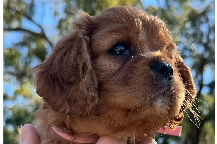 MayBelDREAM CAVALIERS ~  ANKC Dogs Australia
