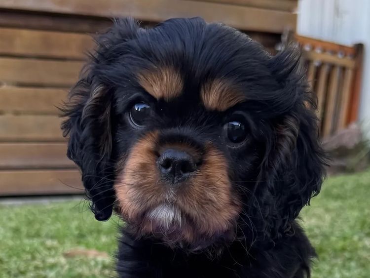MayBelDREAM CAVALIERS ~  ANKC Dogs Australia