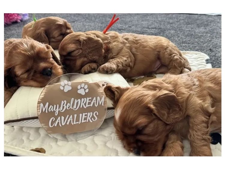 MayBelDREAM CAVALIERS ~  ANKC Dogs Australia