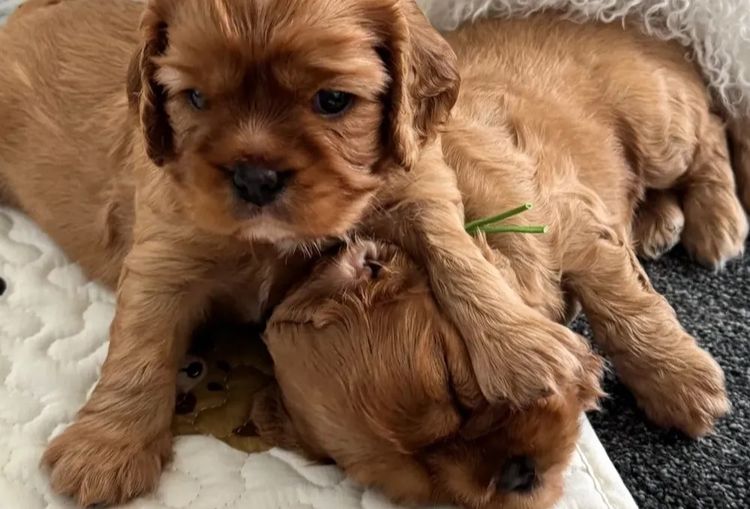 MayBelDREAM CAVALIERS ~  ANKC Dogs Australia