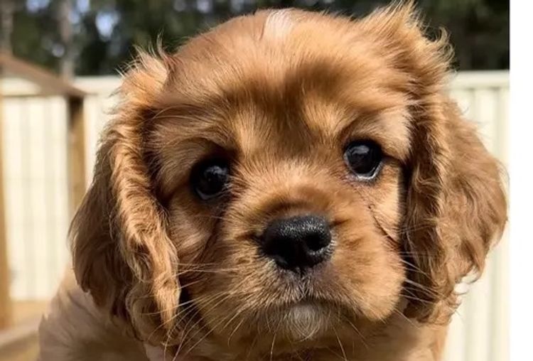 MayBelDREAM CAVALIERS ~  ANKC Dogs Australia