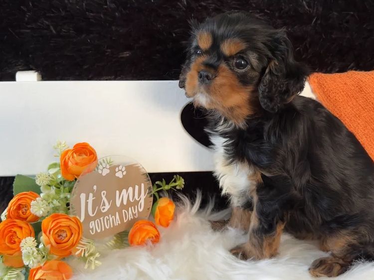 MayBelDREAM CAVALIERS ~  ANKC Dogs Australia