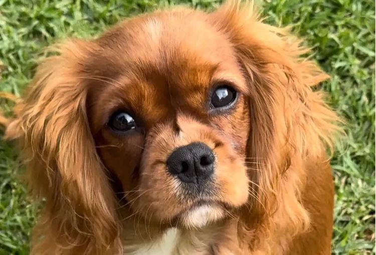 MayBelDREAM CAVALIERS ~  ANKC Dogs Australia