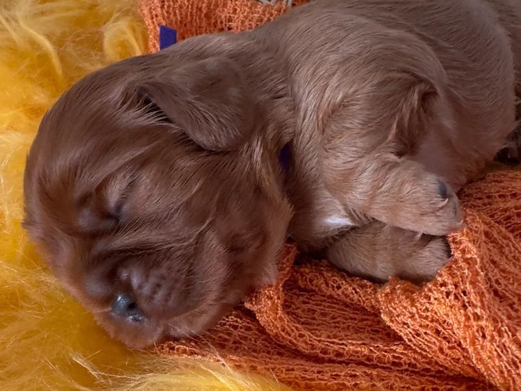 MayBelDREAM CAVALIERS ~  ANKC Dogs Australia