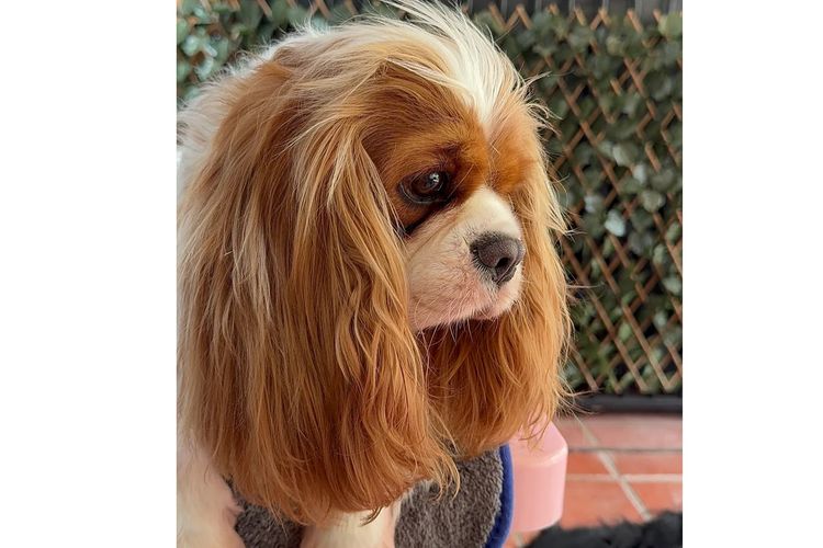 MayBelDREAM CAVALIERS ~  ANKC Dogs Australia