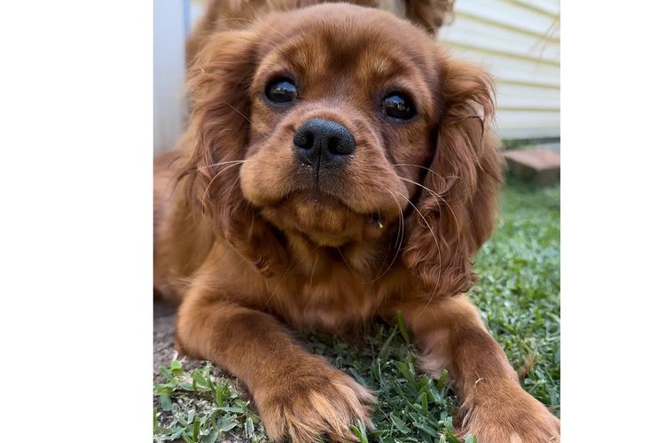 MayBelDREAM CAVALIERS ~  ANKC Dogs Australia