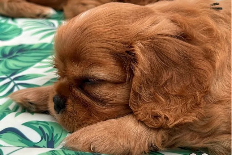 MayBelDREAM CAVALIERS ~  ANKC Dogs Australia