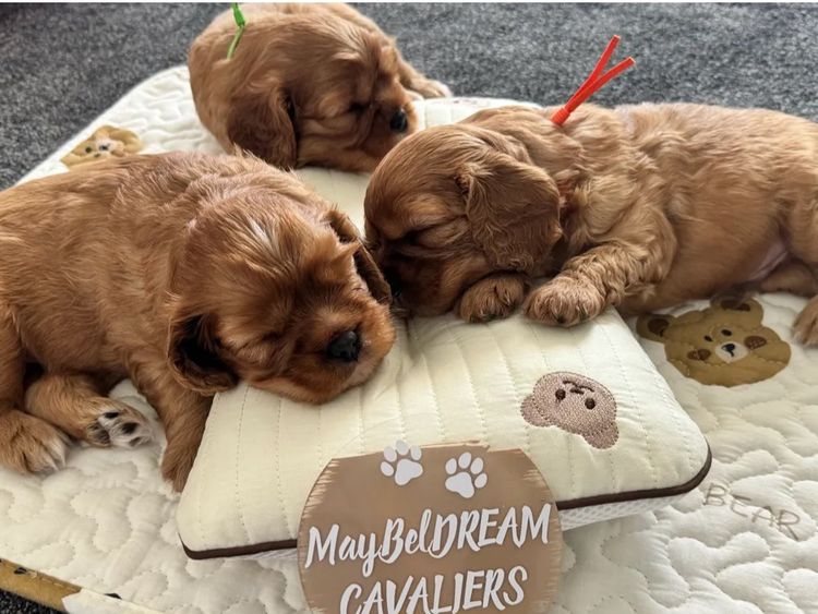 MayBelDREAM CAVALIERS ~  ANKC Dogs Australia