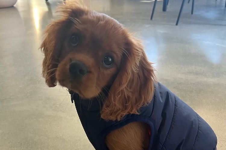 MayBelDREAM CAVALIERS ~  ANKC Dogs Australia