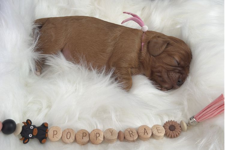 MayBelDREAM CAVALIERS ~  ANKC Dogs Australia