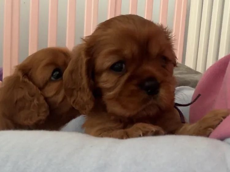 MayBelDREAM CAVALIERS ~  ANKC Dogs Australia