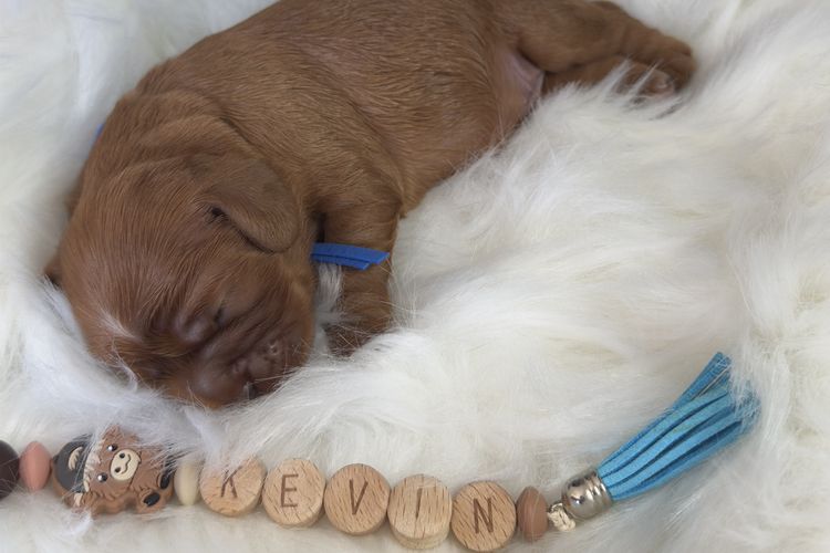 MayBelDREAM CAVALIERS ~  ANKC Dogs Australia