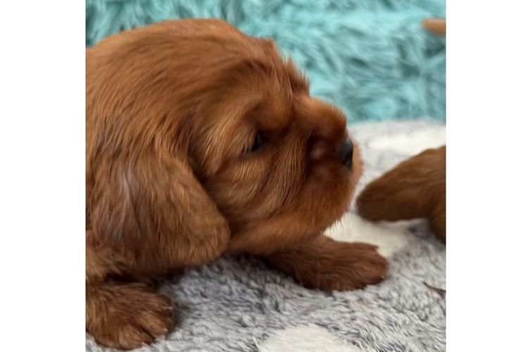 MayBelDREAM CAVALIERS ~  ANKC Dogs Australia