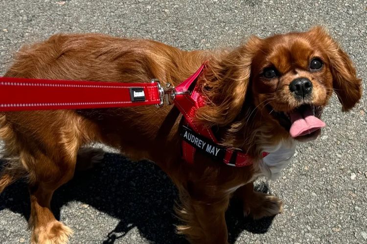 MayBelDREAM CAVALIERS ~  ANKC Dogs Australia
