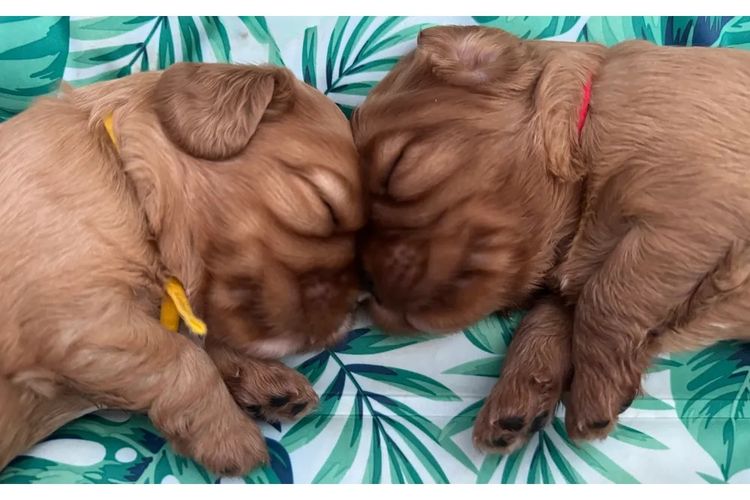 MayBelDREAM CAVALIERS ~  ANKC Dogs Australia