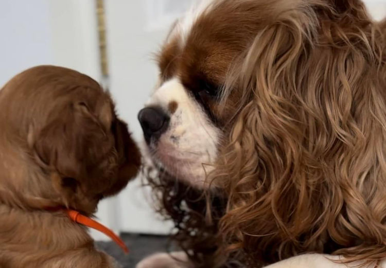 MayBelDREAM CAVALIERS ~  ANKC Dogs Australia
