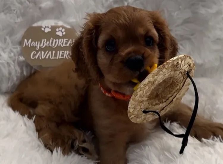 MayBelDREAM CAVALIERS ~  ANKC Dogs Australia