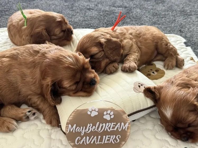 MayBelDREAM CAVALIERS ~  ANKC Dogs Australia