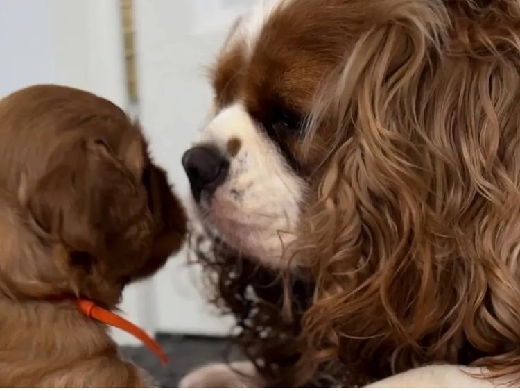 MayBelDREAM CAVALIERS ~  ANKC Dogs Australia