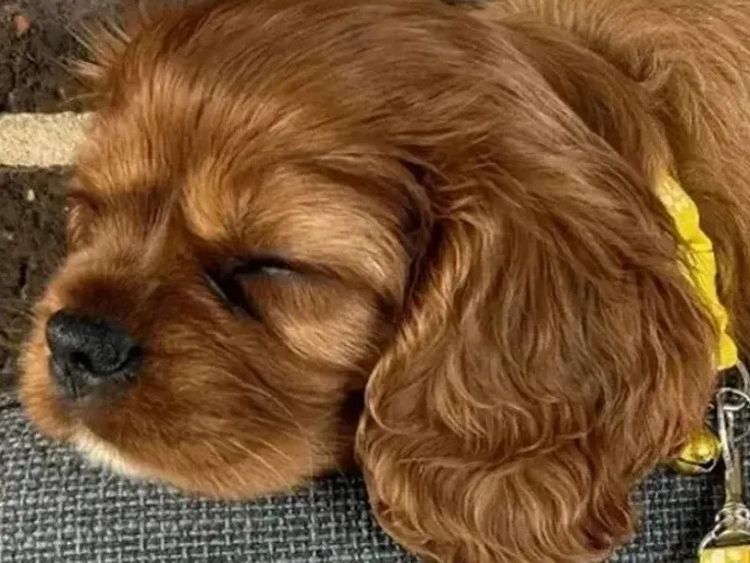 MayBelDREAM CAVALIERS ~  ANKC Dogs Australia
