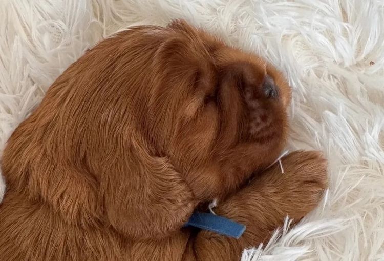 MayBelDREAM CAVALIERS ~  ANKC Dogs Australia