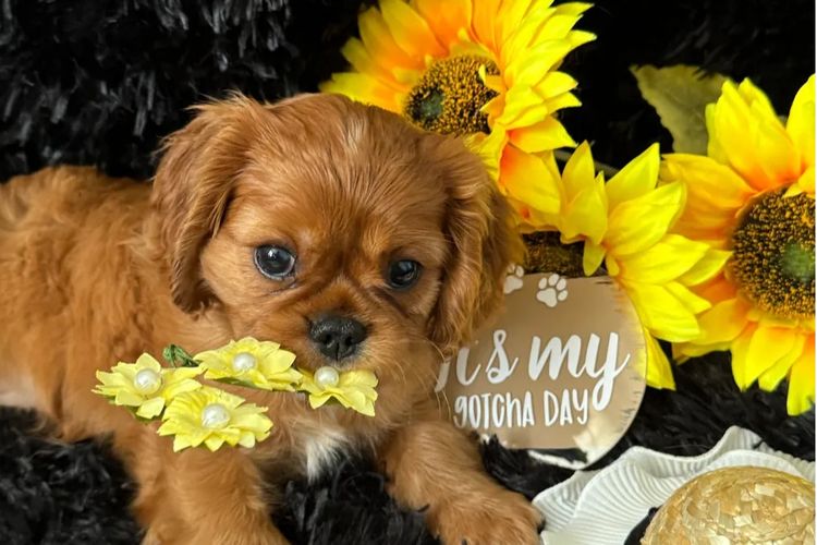 MayBelDREAM CAVALIERS ~  ANKC Dogs Australia