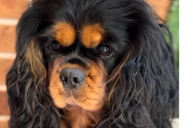 MayBelDREAM CAVALIERS ~  ANKC Dogs Australia