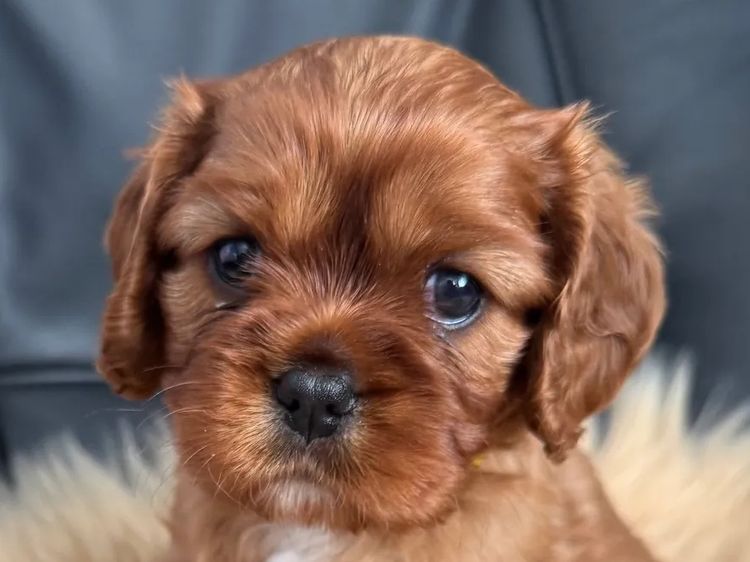 MayBelDREAM CAVALIERS ~  ANKC Dogs Australia