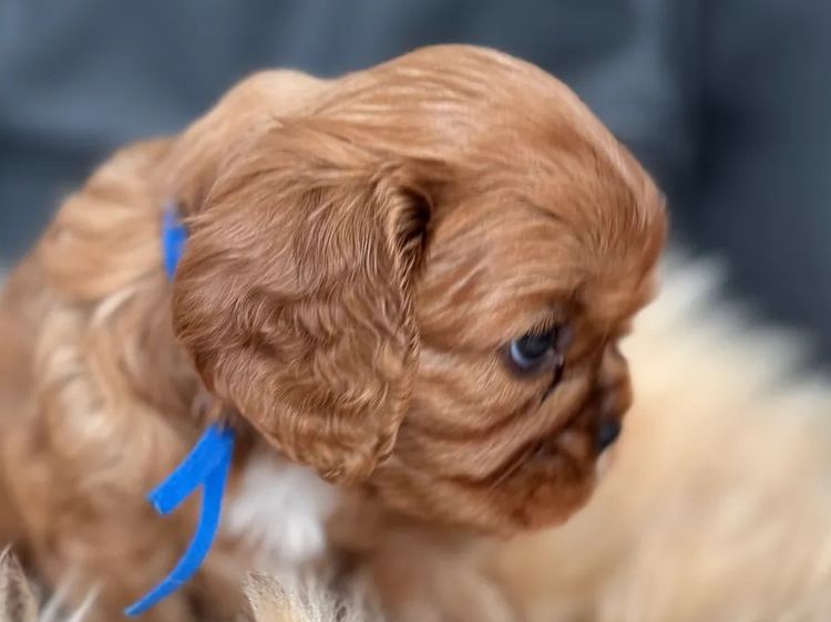 MayBelDREAM CAVALIERS ~  ANKC Dogs Australia