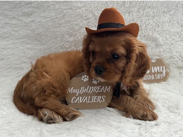MayBelDREAM CAVALIERS ~  ANKC Dogs Australia