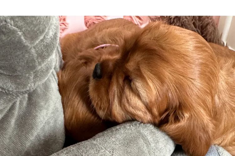 MayBelDREAM CAVALIERS ~  ANKC Dogs Australia
