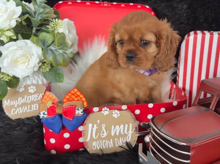 MayBelDREAM CAVALIERS ~  ANKC Dogs Australia