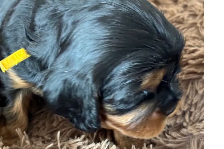 MayBelDREAM CAVALIERS ~  ANKC Dogs Australia