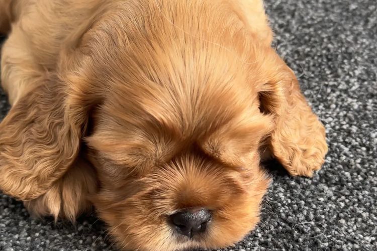 MayBelDREAM CAVALIERS ~  ANKC Dogs Australia