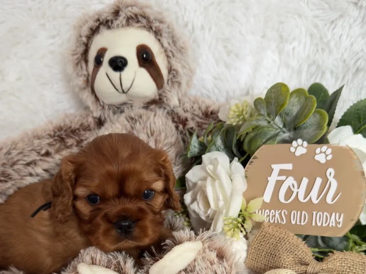MayBelDREAM CAVALIERS ~  ANKC Dogs Australia