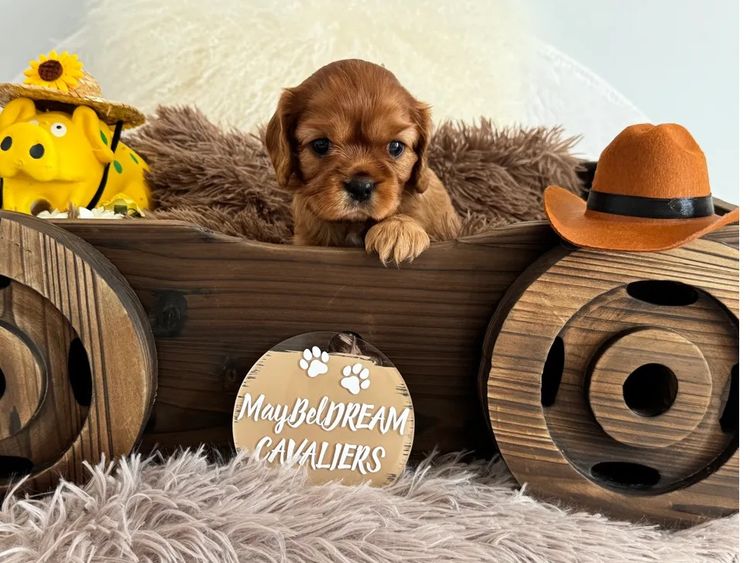 MayBelDREAM CAVALIERS ~  ANKC Dogs Australia